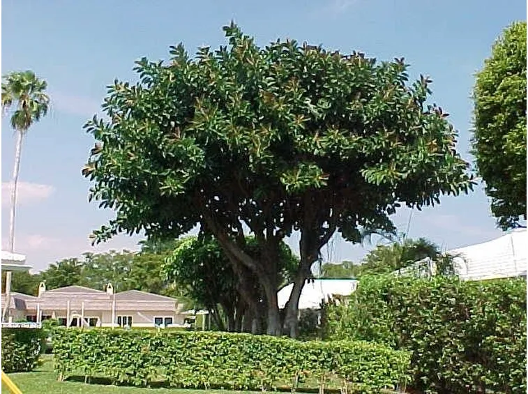 Ficus Elastica 2