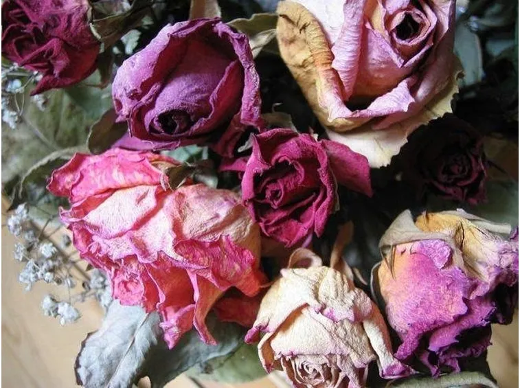 Rose secche nei toni rosa e violetto