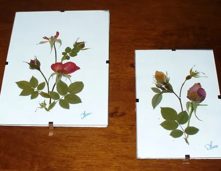 quadri fiori essiccati