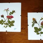 quadri fiori essiccati