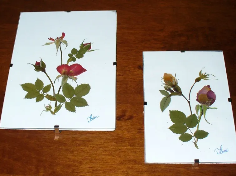 quadri fiori essiccati