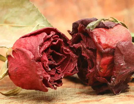 Rose essiccate