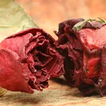Rose essiccate