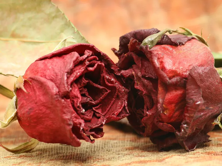 Rose essiccate