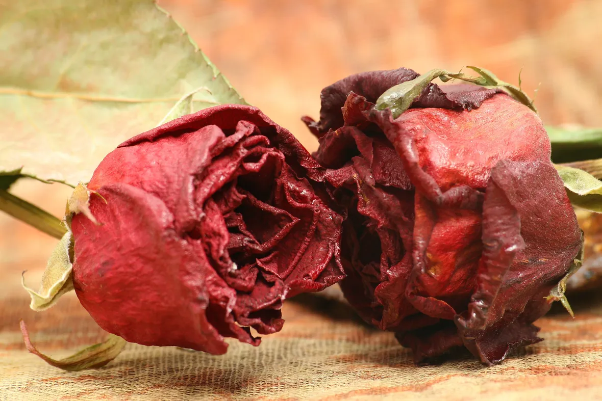 Rose essiccate