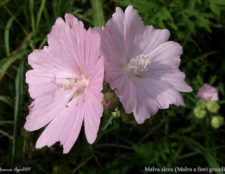 Malva alcea= specie del fiore. Google immagini
