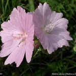 Malva alcea= specie del fiore. Google immagini