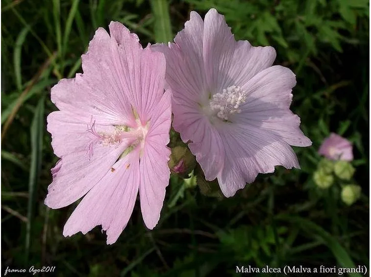 Malva alcea= specie del fiore. Google immagini