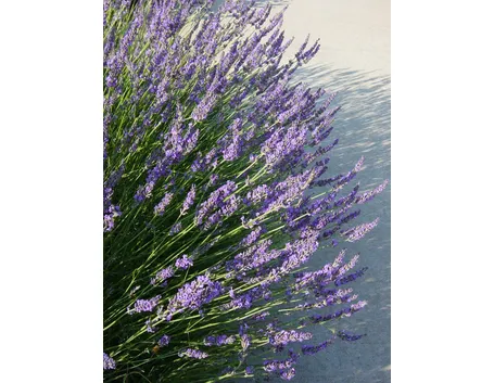 Pianta di lavanda fiorita