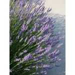 Pianta di lavanda fiorita