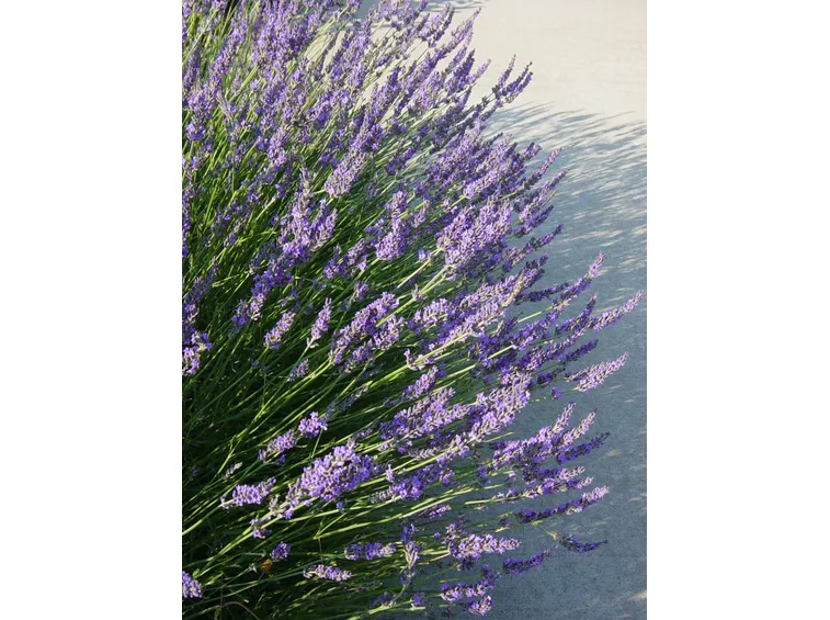 Pianta di lavanda fiorita
