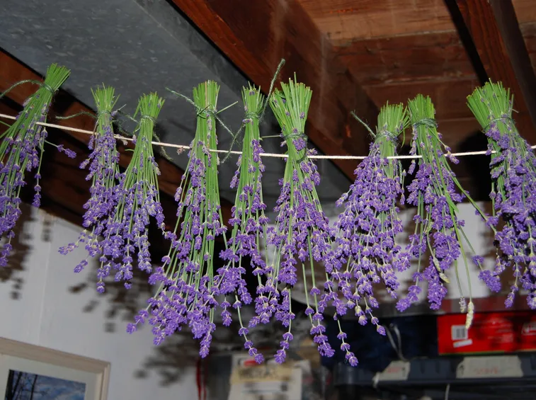 Essiccare fiori di lavanda