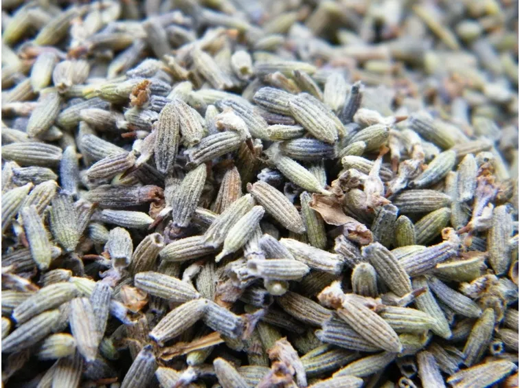 Fiori di lavanda secchi