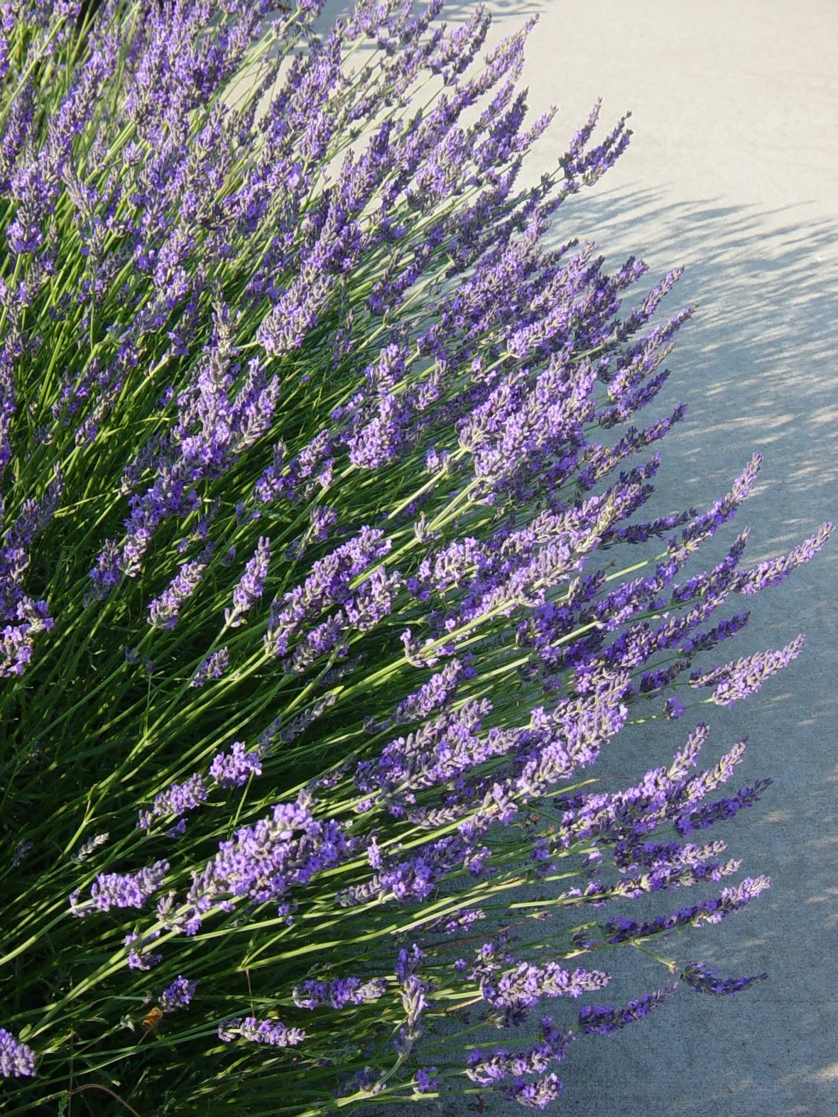 Pianta di lavanda fiorita
