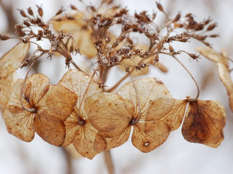 composizione fiori secchi
