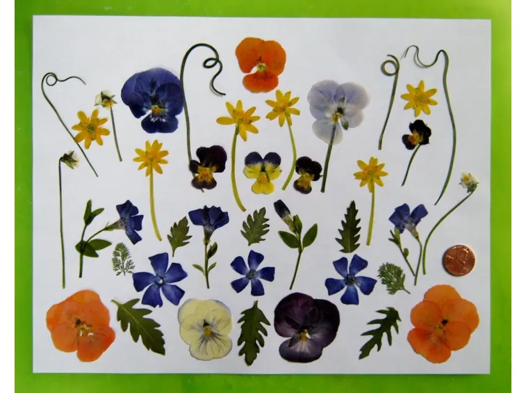 Gruppo di fiori e foglie pressate
