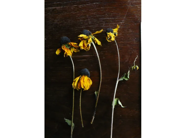 fiori essiccati