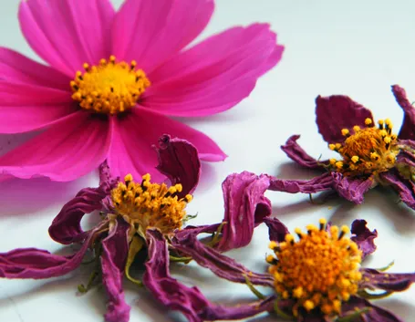 Fiori secchi per creare delle composizioni