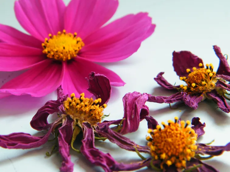 Fiori secchi per creare delle composizioni