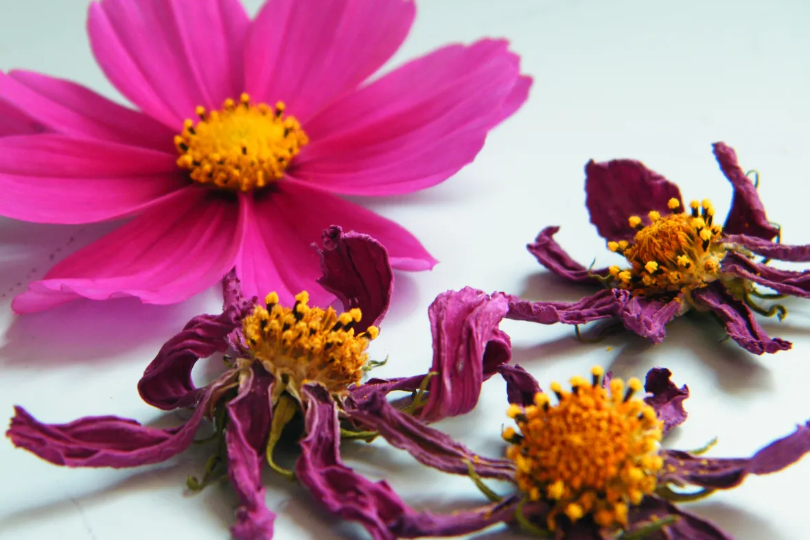 Fiori secchi per creare delle composizioni