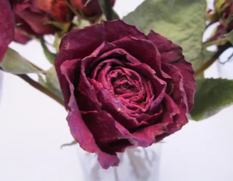 rosa rossa secca