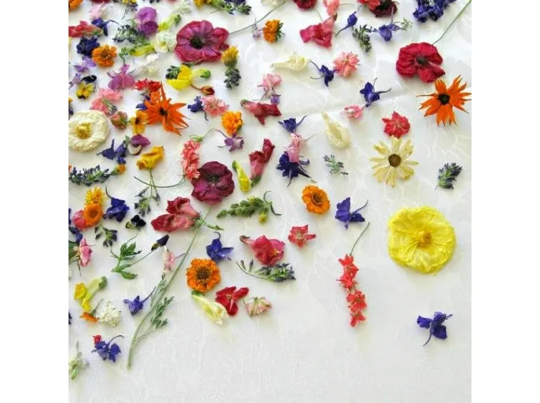 fiori secchi colorati