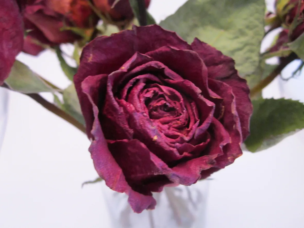 rosa rossa secca