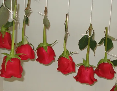 rose appese al muro
