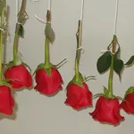 rose appese al muro