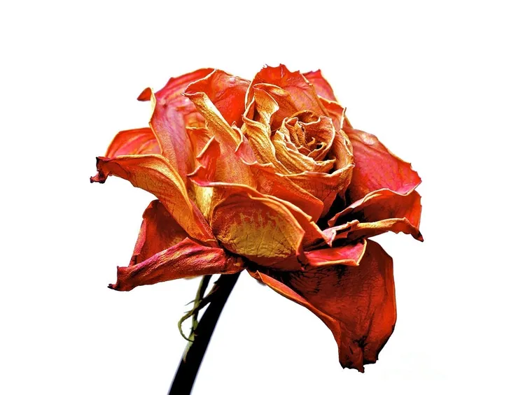 rosa essiccata