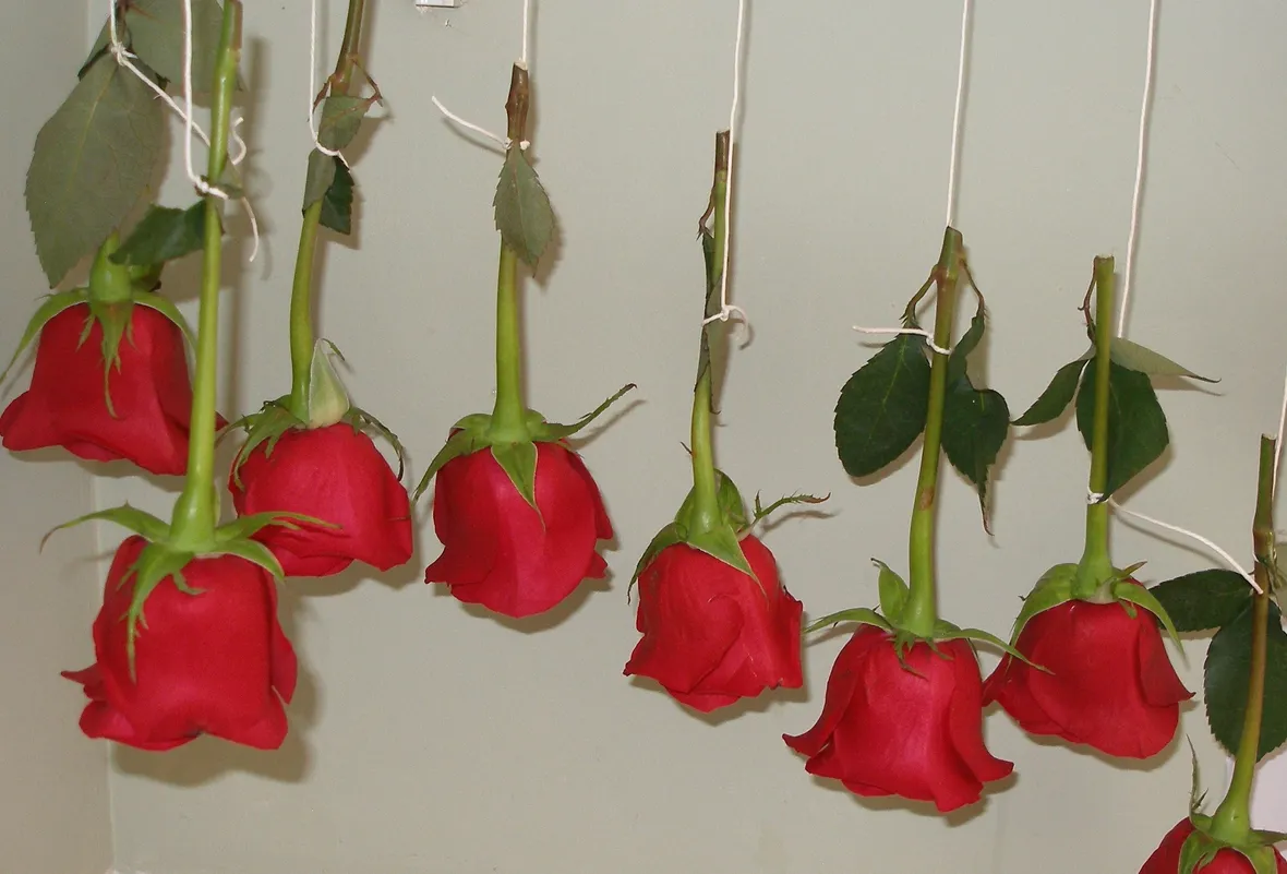 rose appese al muro