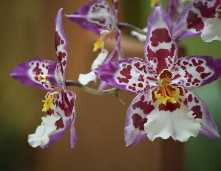 Fiori orchidea