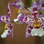 Fiori orchidea