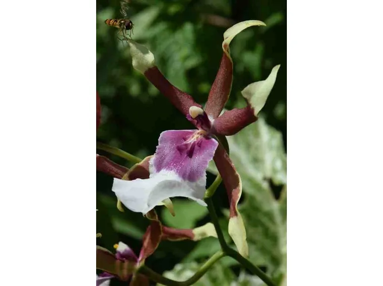 Orchidee Cambria