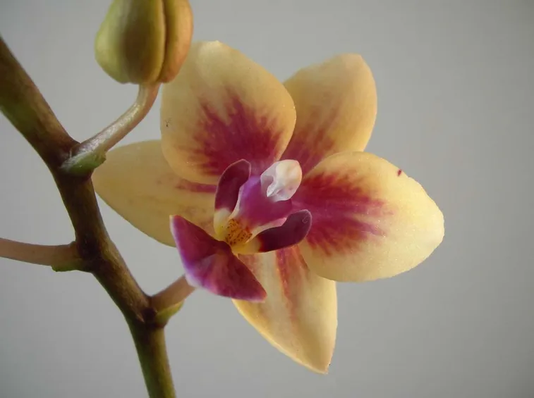 fiori Cambria