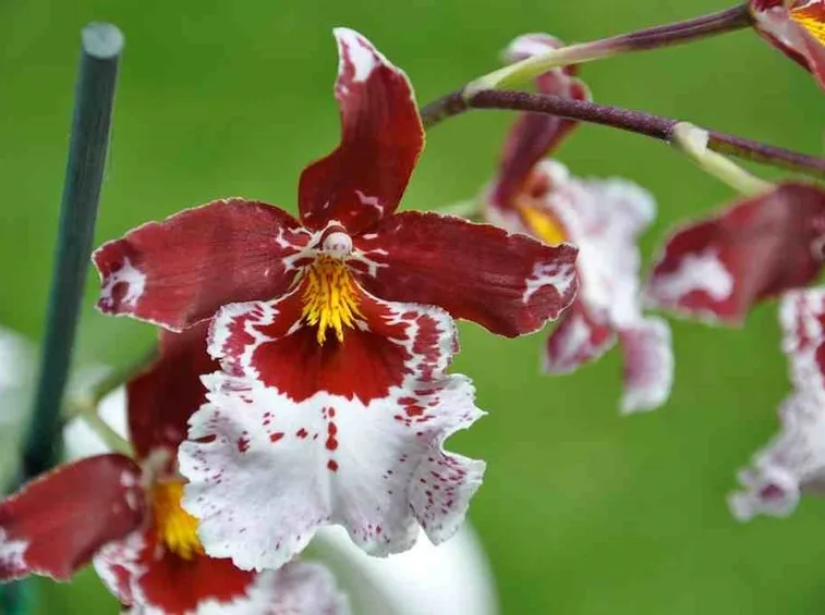 Fiore orchidea Cambria