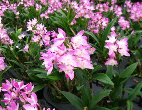 Fiori Dendrobium nobile