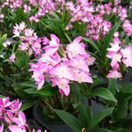 Fiori Dendrobium nobile