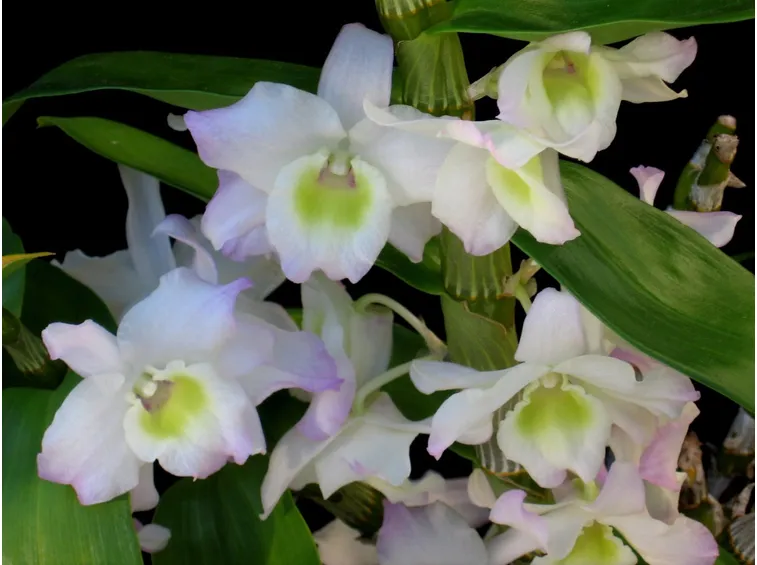 Varietà Dendrobium nobile