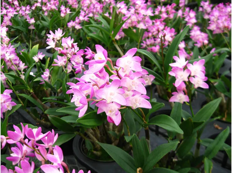 Piante fiori Dendrobium nobile
