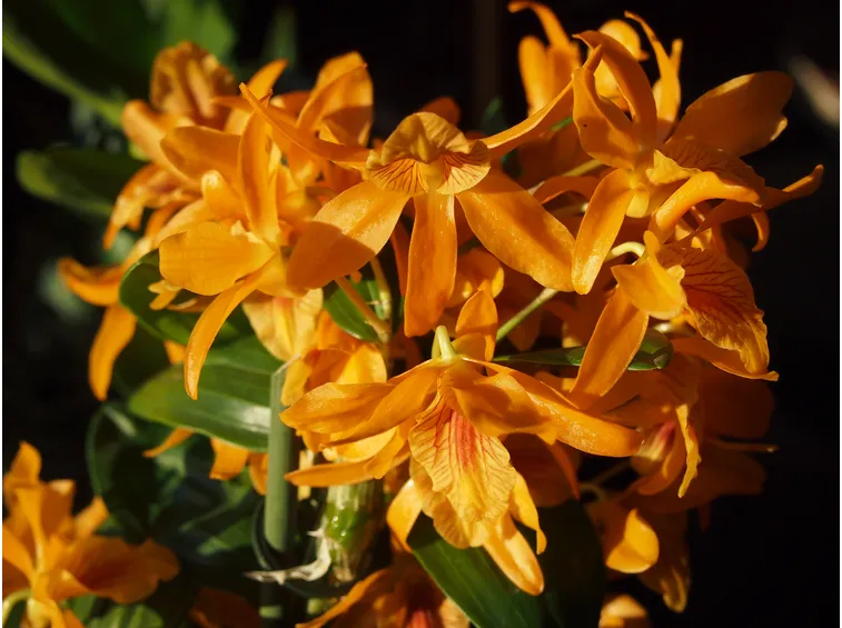 Fiori Dendrobium nobile