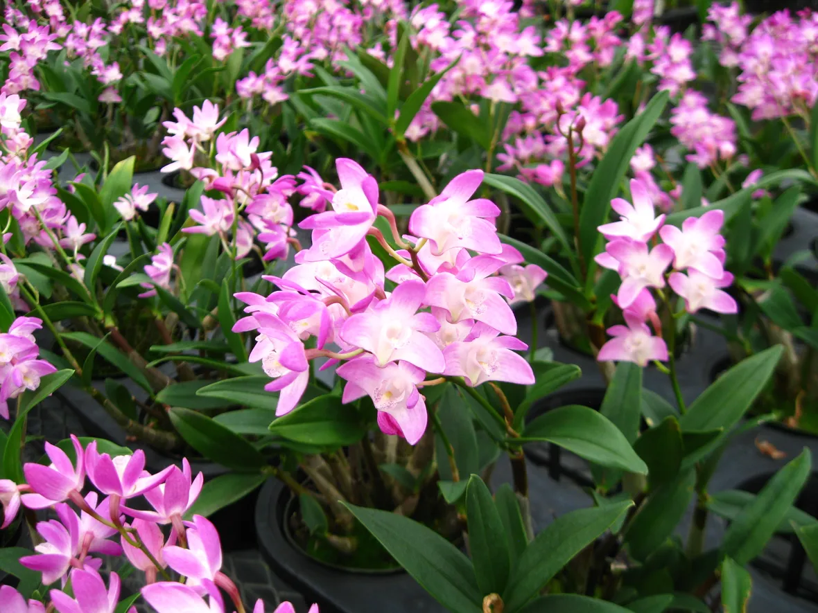 Fiori Dendrobium nobile