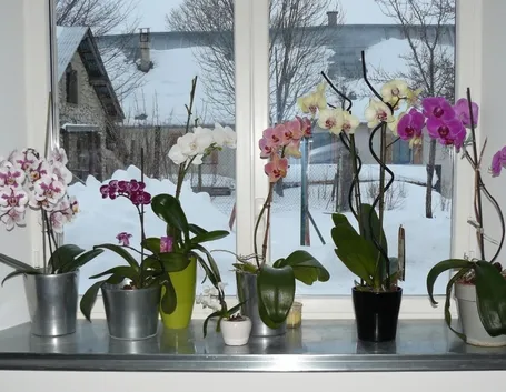 Orchidee su finestre