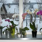 Orchidee su finestre