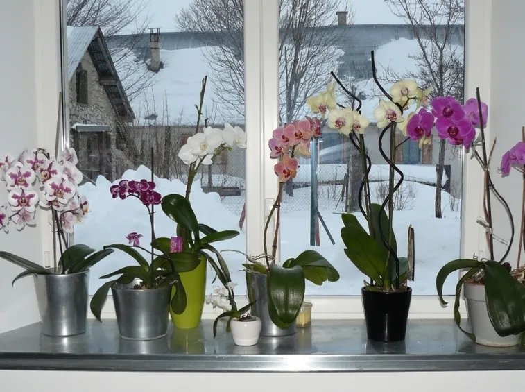 Orchidee su finestre