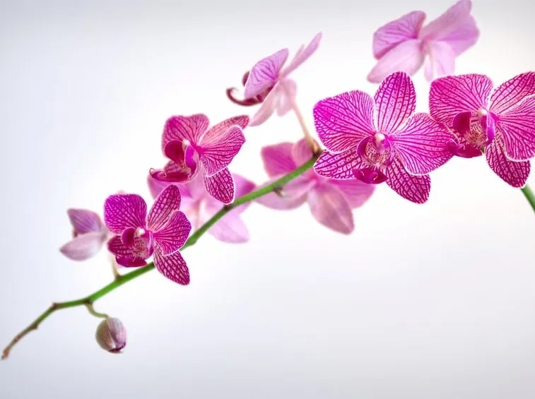 Rinvaso di orchidea