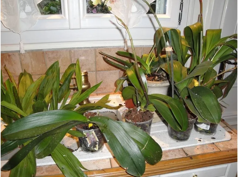 Piante di orchidee da rifiorire