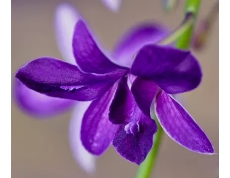 orchidea blu.