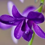 orchidea blu.