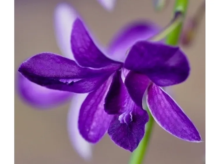 orchidea blu.